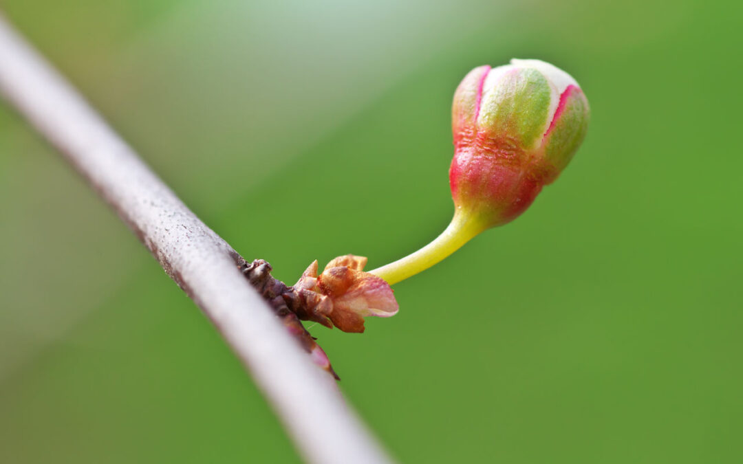 E’ L’AMORE CHE GUIDA OGNI COSA